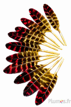 Kalkoen - 10-15 cm - geel-rood